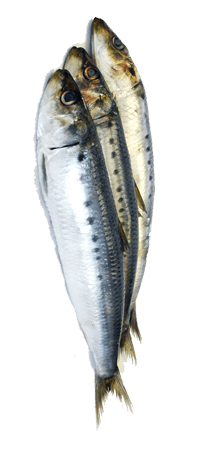 Sardines